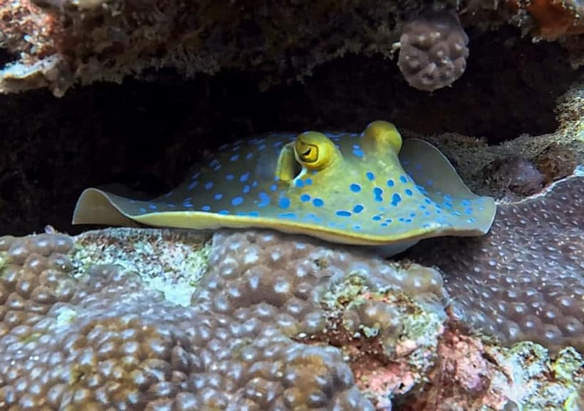 Koh Tao: PADI Try Diving Experience - Equipment, insurance, and PADI Open Water credit