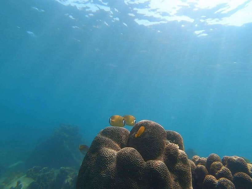Koh Tao: Premium Snorkel Tour to Koh Nangyuan Bays by Oxygen - Small-group comfort on Oxygen’s premium boat