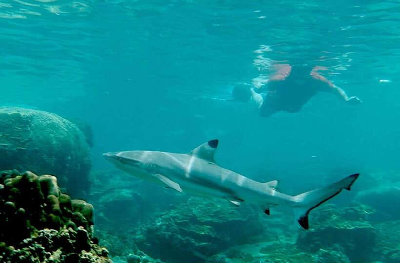 Koh Tao: Premium Snorkel Tour to Koh Nangyuan Bays by Oxygen - Koh Nang Yuan viewpoint: hiking, photos, and Japanese Garden snorkels