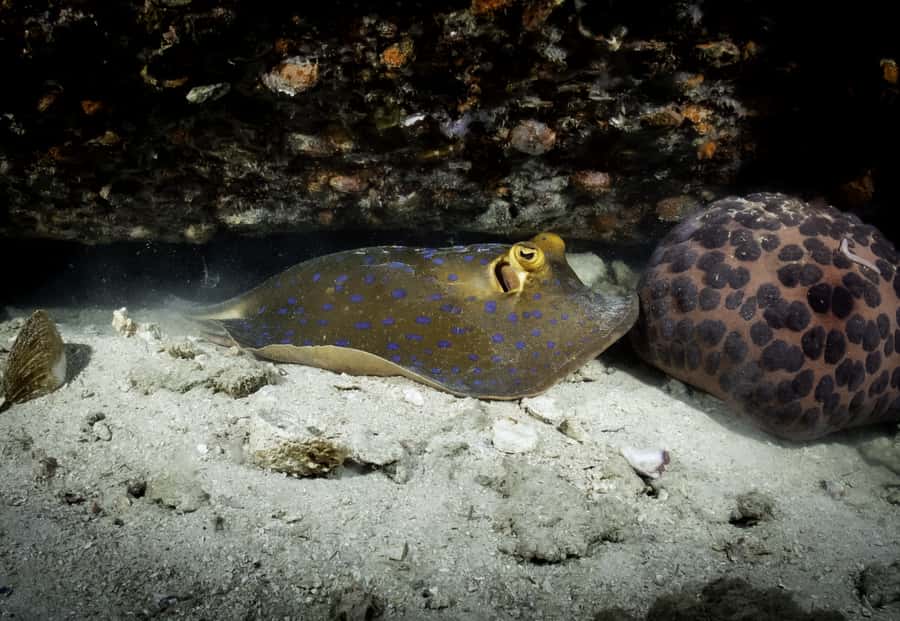 Koh Tao: Private Basic Diver Experience with 2 Dives - Getting Started: Pick-up Options and How the Day Starts