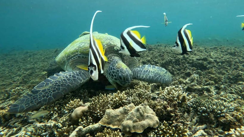 Koh Tao: Snorkeling and Sunset Tour - Key Things I’d Pay Attention To