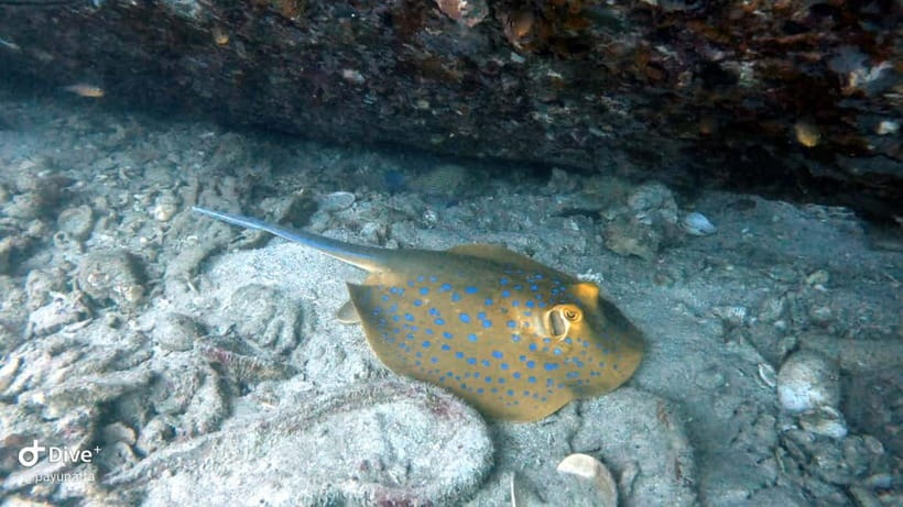 Koh Tao: Snorkeling and Sunset Tour - Koh Tao Sunset Snorkel: A 150-Minute Escape That Feels Personal