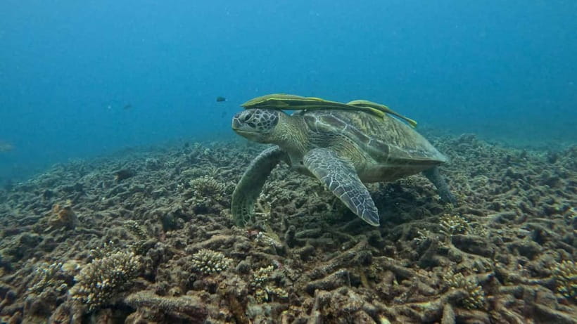 Koh Tao: Snorkeling and Sunset Tour - The Water Time: Two Snorkeling Spots and a Sunset-Heavy Route