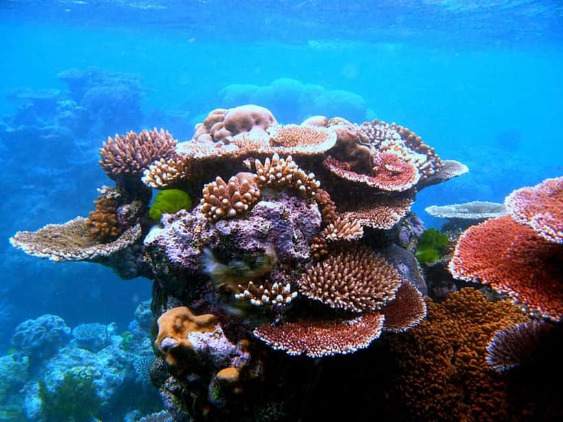 Koh Tao: Snorkeling and Sunset Tour - Best For: Who Should Book This Sunset Snorkel Tour