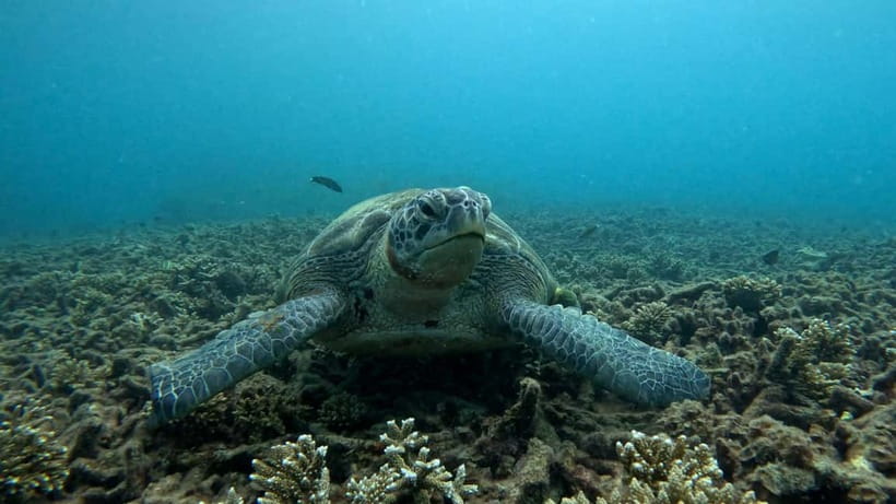 Koh Tao: Snorkeling and Sunset Tour - Meet at Koh Tao Diving Academy, Then a Short Walk to the Boat