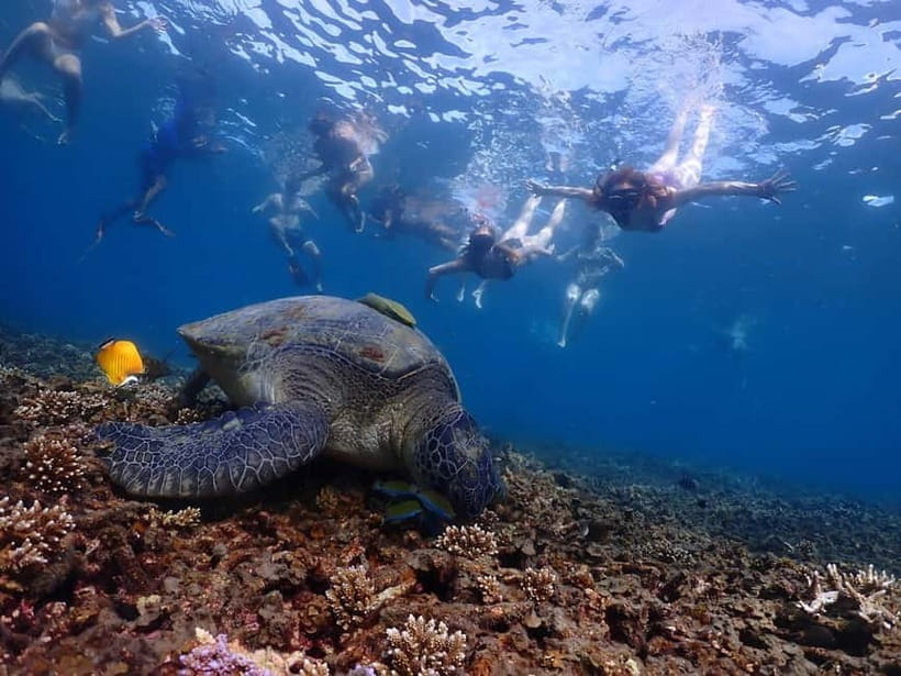 Koh Tao: Underwater Gems, Island Hopping & Snorkel Adventure - Key highlights to know before you go
