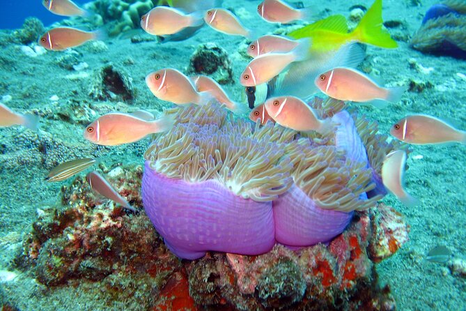 Koh Tao VIP Snorkelling Tour - Key things that make this tour tick