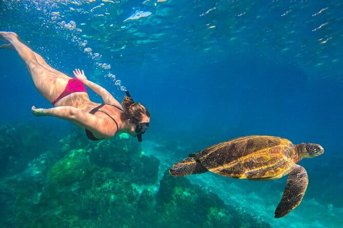 Koh Tao’s Top Snorkeling Spots by Vintage Wooden Boat - Shark Bay shallow snorkeling: sea turtles and blacktip reef sharks
