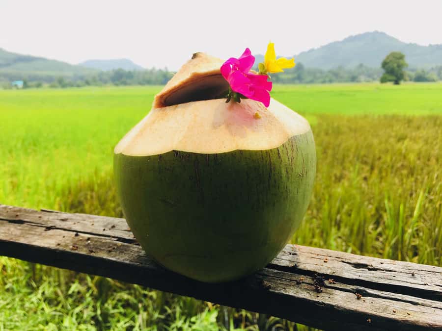 Koh Yao Noi: The Local Way of Life Eco Half-Day Tour - Key moments on Koh Yao Noi