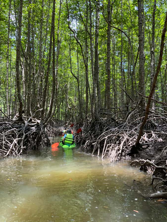 Koh Yao Yai: Klong Hia Mangrove Kayaking - Key things you’ll notice on this Koh Yao kayaking trip