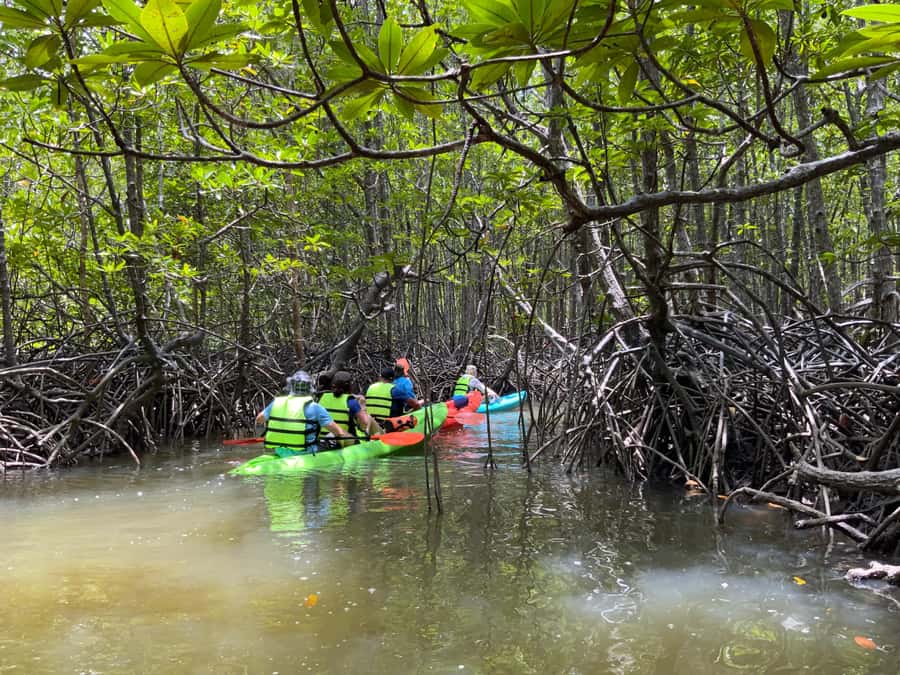 Koh Yao Yai: Klong Hia Mangrove Kayaking - Tide Timing and Packing: The Stuff That Can Make or Break Your Day