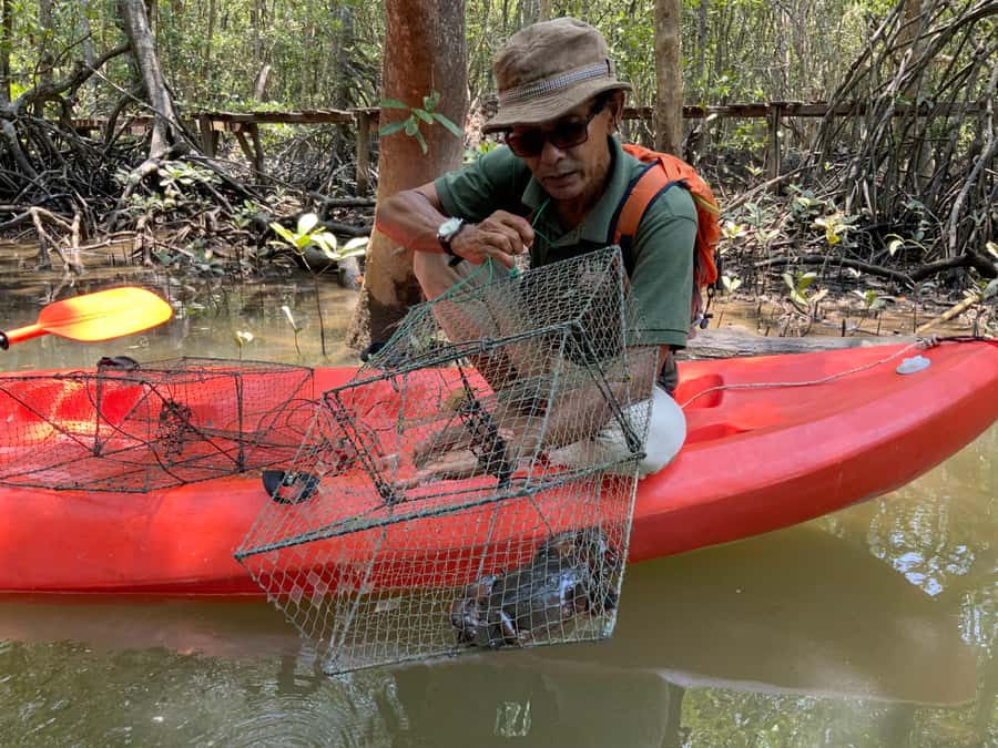 Koh Yao Yai: Klong Hia Mangrove Kayaking - Wildlife Moments Without the Chaos: Monkeys, Mudskippers, and Eagles