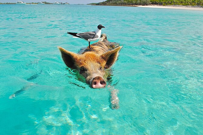 kohsamui.tours - Pig Island Snorkeling Eco Tour by Speed Boat - Pig Island approach: the speed-boat ride between islands
