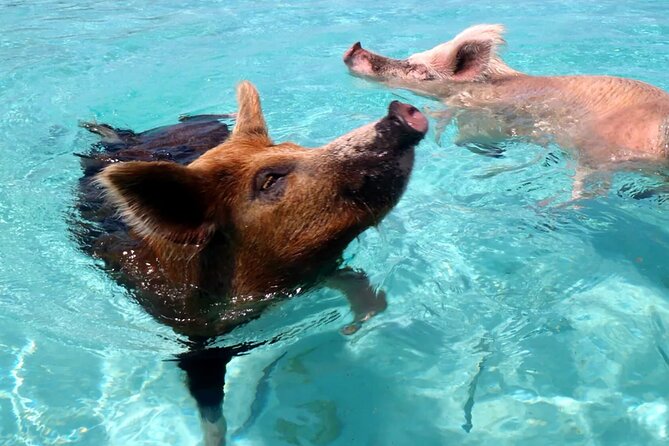 kohsamui.tours - Pig Island Snorkeling Eco Tour by Speed Boat - Who this tour suits best (and who should skip it)