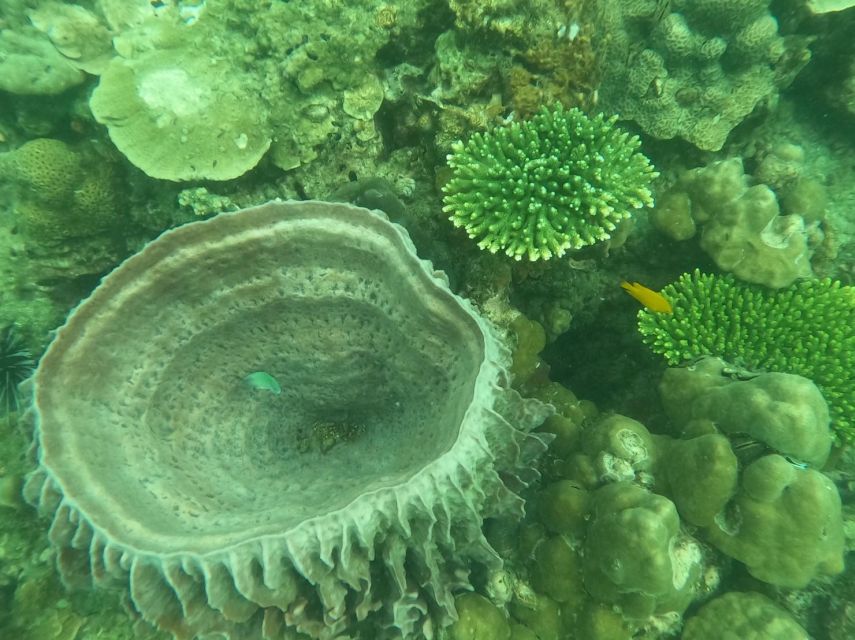Krabi: 4 Islands & Krabi's Separated Sea Longtail Boat Tour - Poda Island: White Sand, Clear Water, and the Picnic Moment