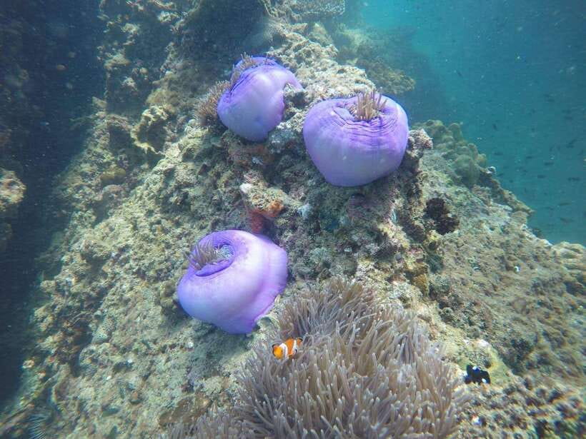 Krabi: 7 Islands Sunset Tour with Buffet Dinner & Snorkeling - Snorkeling Reality Check: What You’ll Likely See Underwater