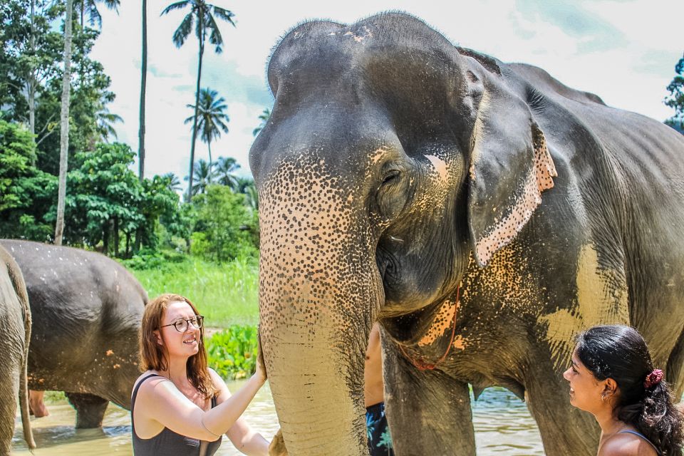 Krabi: Ao Nang Elephant Sanctuary Half-Day Tour - Ao Nang Elephant Sanctuary: what you’re really paying for