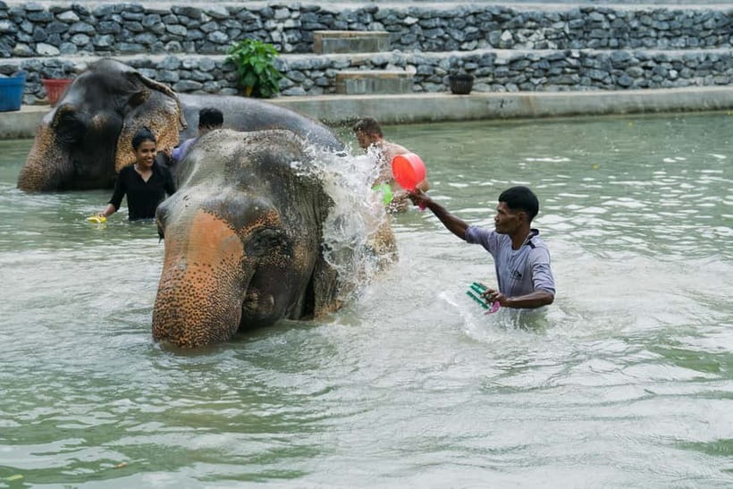 Krabi: Ao Nang Elephant Sanctuary Half-Day Tour - Making elephant dietary supplements: more than a snack