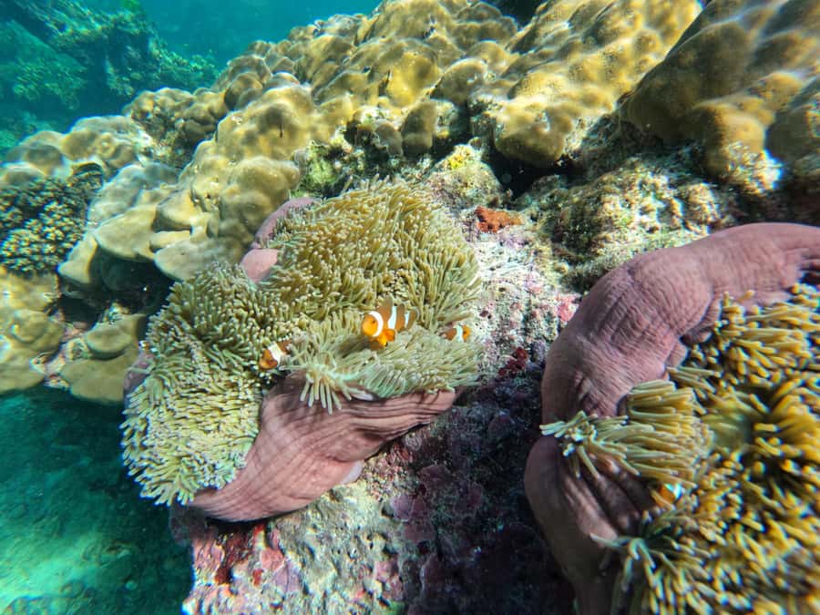 Krabi Aonang: Koh Rok & Koh Haa Snorkelling Day Trip + Lunch - Price and logistics: what you’re really paying for