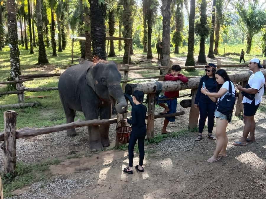 Krabi Elephant bathing and Atv adventure (30min/30min) - The ATV adventure: 200cc automatic fun without a steep learning curve