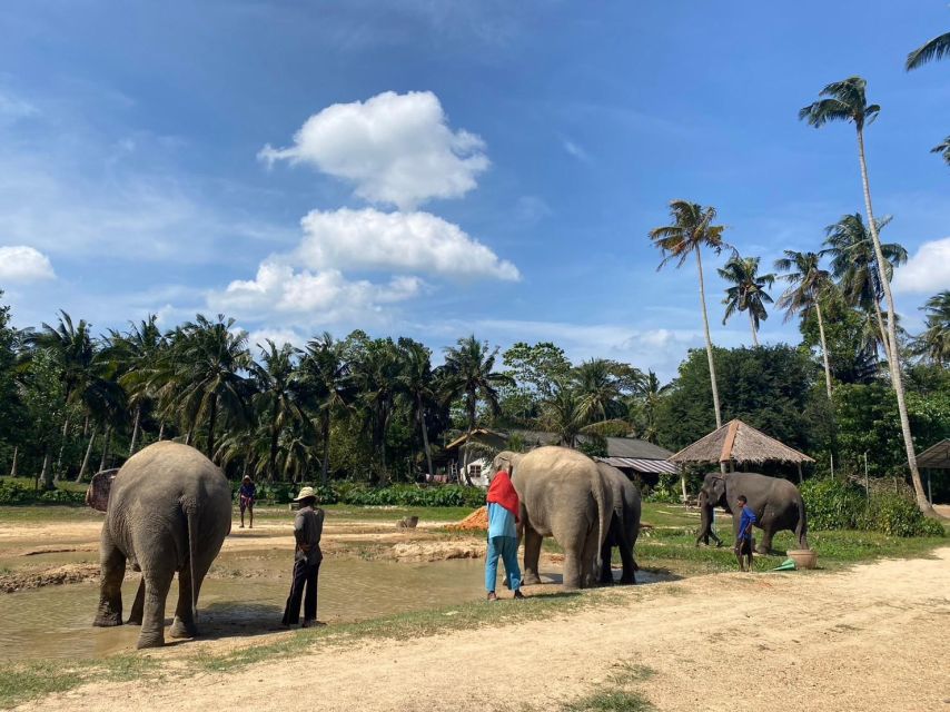 Krabi: Elephant Bathing and Huay Tho Waterfall Day Trip - Nutrition balls and feeding: the hands-on part people remember