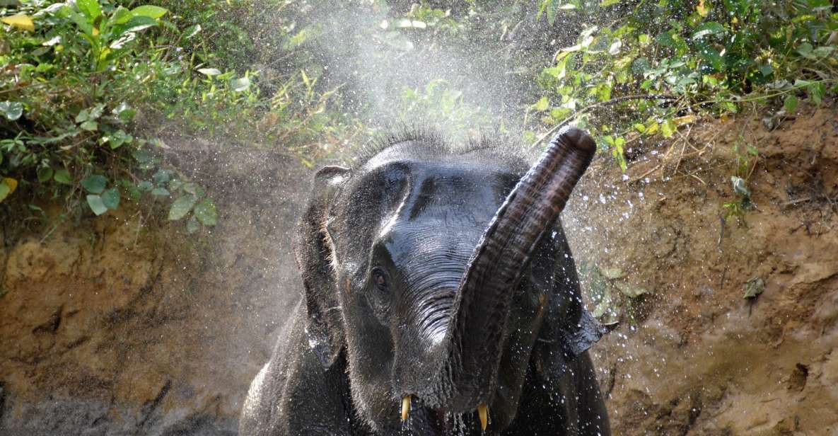 Krabi: Elephant Care House & 7-Level Huay Tho Waterfall Trip - Feeding, Cleaning, and Walking With Elephants by the Jungle Stream