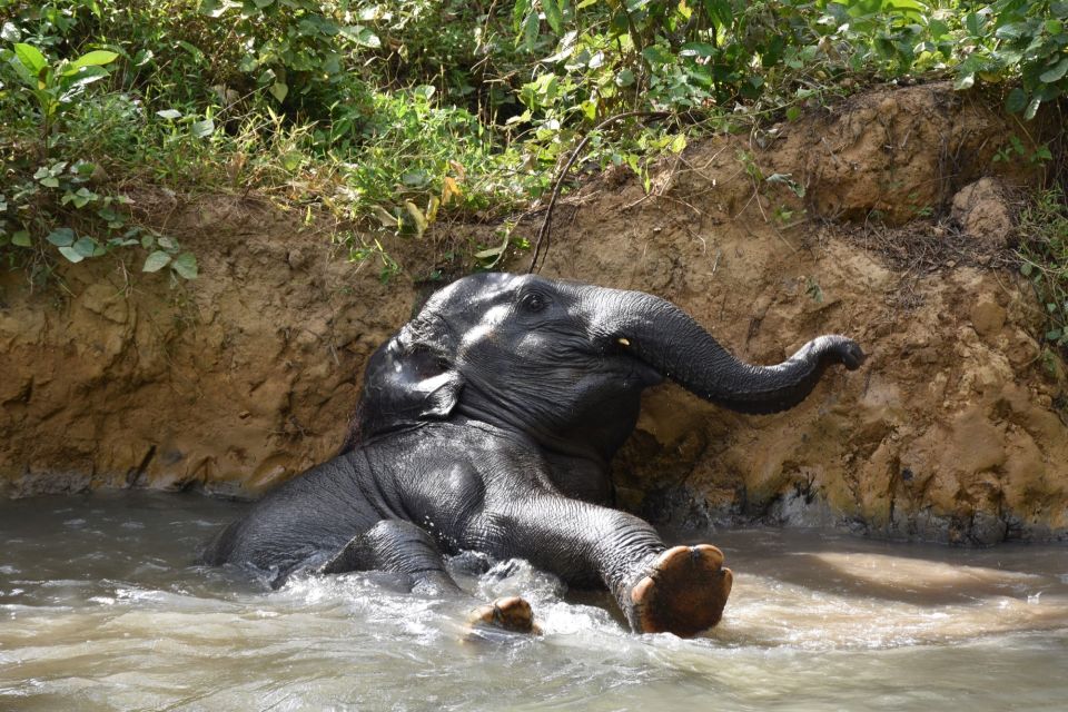 Krabi: Elephant Care House Guided Tour with Hotel Transfers - Bathing With Elephants: A Hands-On Moment, Not a Controlled Show