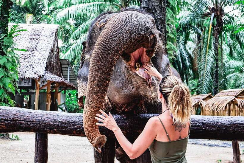 Krabi: Elephant Feeding Program - Price and value: is $27 worth it?