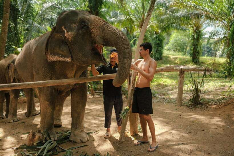 Krabi: Elephant Sanctuary (near Ao Nang) Visit - Fruit feeding: banana, pineapple, sugarcane, and the reality of portioning