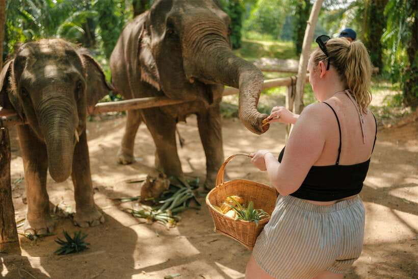 Krabi: Elephant Sanctuary (near Ao Nang) Visit - Price and value: $22 for care-focused time that stays short