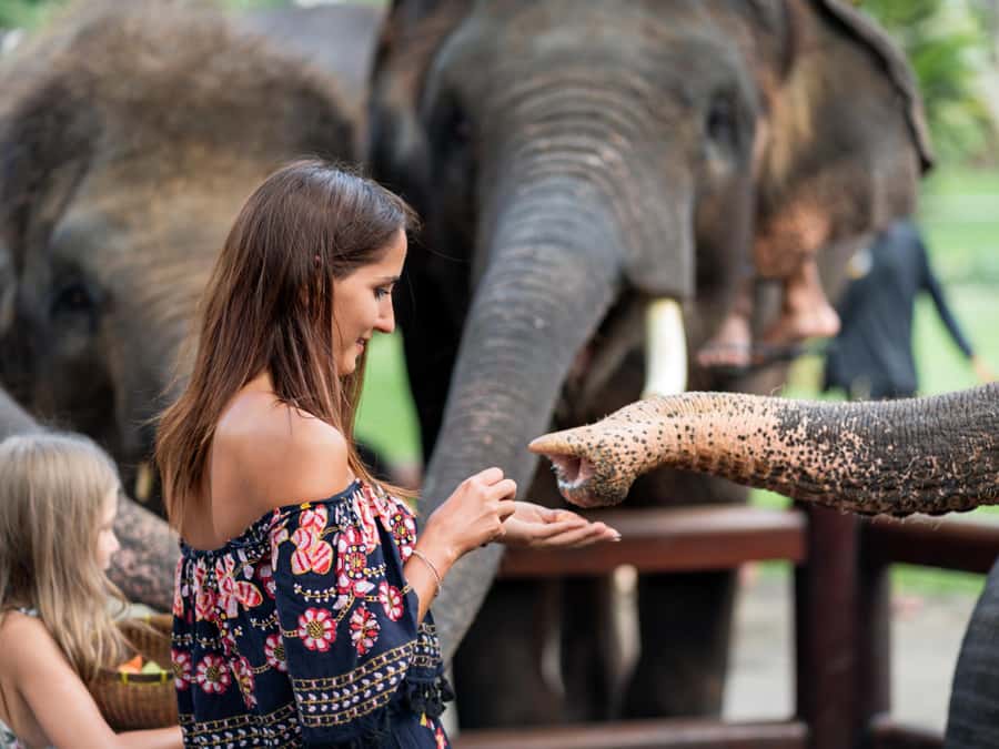 Krabi: Ethical Elephant Care Experience with Hotel Transfer - Key things you’ll notice on this elephant care experience