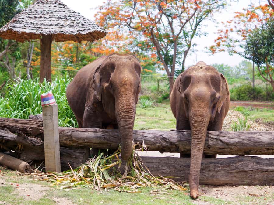 Krabi: Ethical Elephant Care Experience with Hotel Transfer - Krabi Elephant Care House: how the 4 hours flow