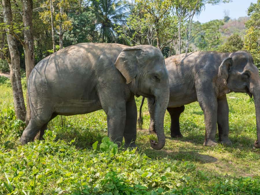 Krabi: Ethical Elephant Care Experience with Hotel Transfer - Feeding time: the care lesson hidden inside the snack moment