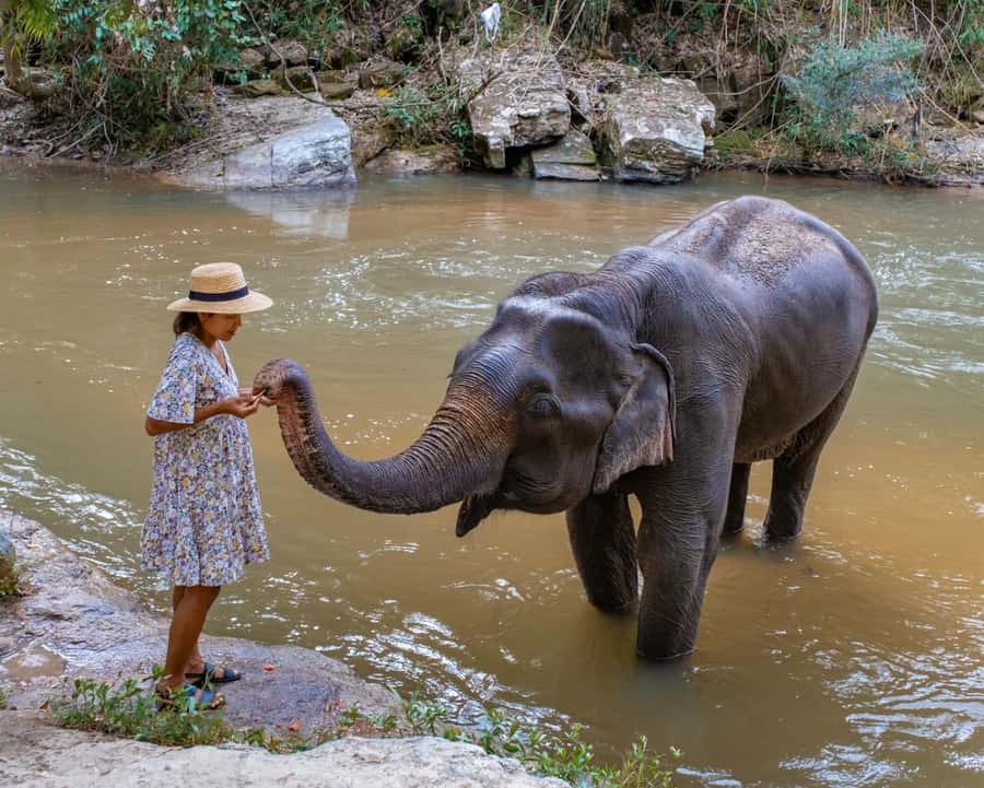 Krabi: Ethical Elephant Care Experience with Hotel Transfer - Mud bath skin care: where “playing” also means protection