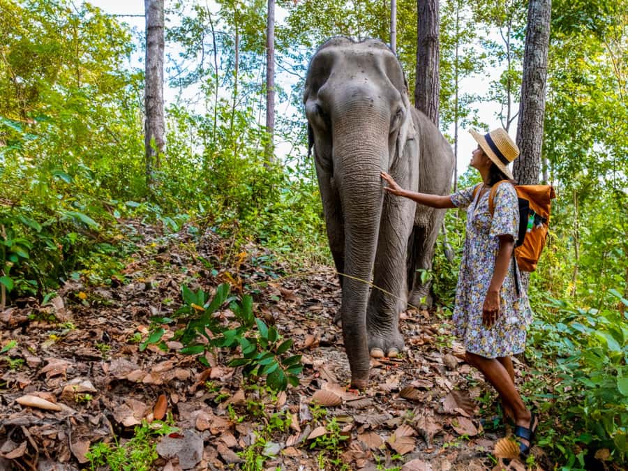 Krabi: Ethical Elephant Care Experience with Hotel Transfer - Watching play after care: the moment that tells you more than any speech