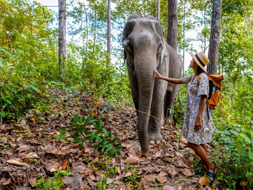 Krabi: Ethical Elephant Care Experience with Hotel Transfer - Price and value at about $67 per person