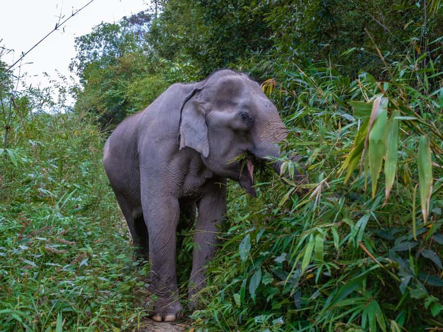 Krabi: Ethical Elephant Care Experience with Hotel Transfer - Getting to the sanctuary: hotel pickup and timing realities