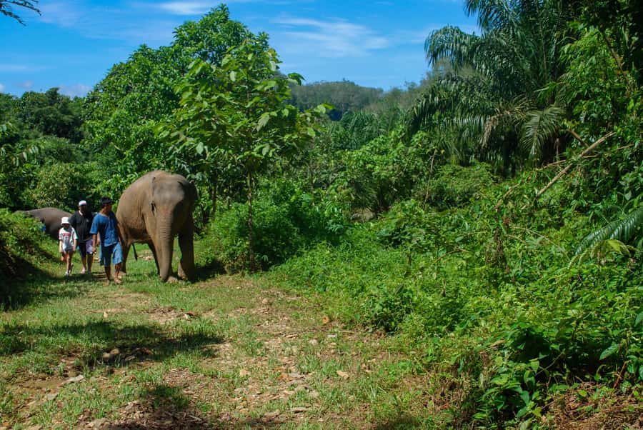 Krabi: Ethical Elephant Sanctuary Experience - Should you book Phang Nga Elephant Park?