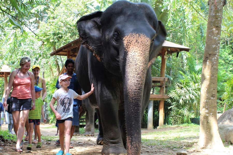 Krabi: Ethical Elephant Sanctuary Experience - The jungle walk beside your elephant: calm pace, real guidance