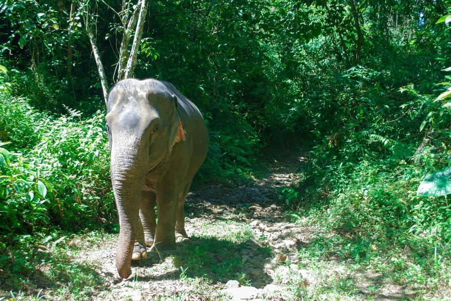 Krabi: Ethical Elephant Sanctuary Experience - Food prep, feeding, and skin care: what hands-on should feel like