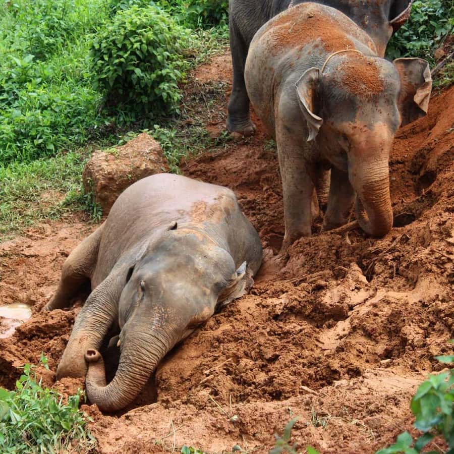 Krabi: Ethical Elephant Sanctuary Experience - Price and value in context: is $112 fair for this 4-hour day?