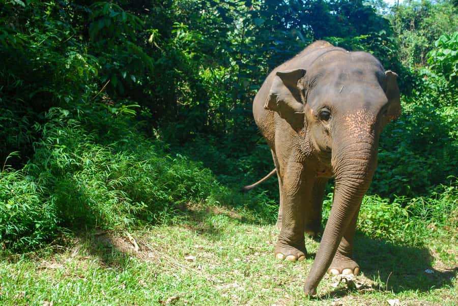 Krabi: Ethical Elephant Sanctuary Experience - Who should book this, and who should think twice