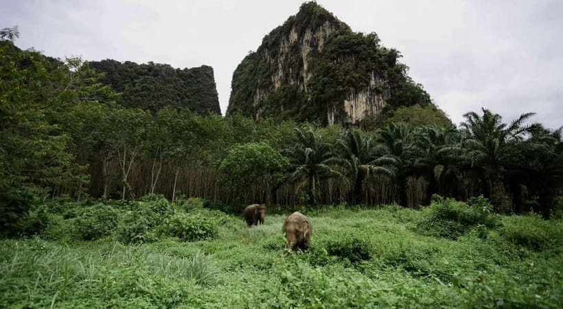 Krabi: Ethical Elephant Sanctuary & Tiger Cave Temple Tour - Key takeaways before you go
