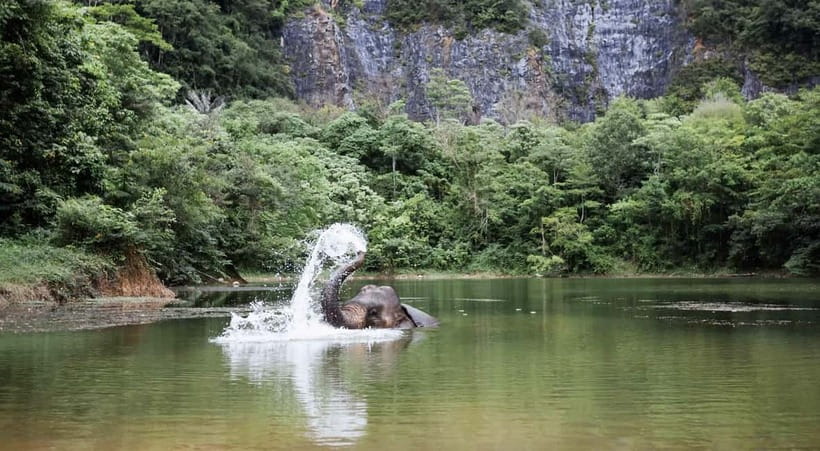 Krabi: Ethical Elephant Sanctuary & Tiger Cave Temple Tour - The Thai lunch break: pad Thai, fruit, and water where you need it