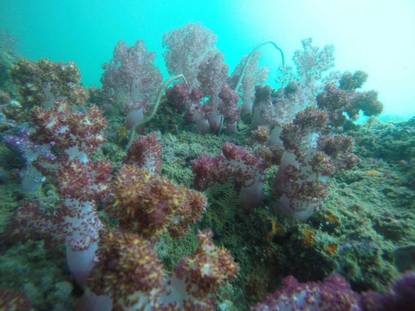 Krabi: Freediving and Snorkeling at Yawasam and Talu Island - Key Things I’d Circle on This Krabi Snorkeling Day