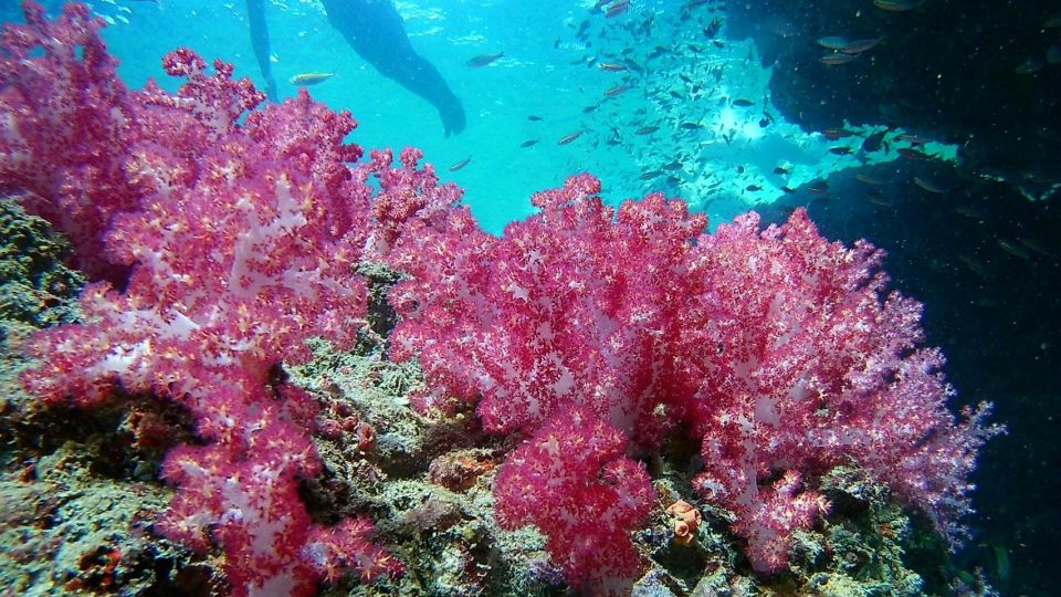 Krabi: Freediving and Snorkeling at Yawasam and Talu Island - What’s Included (and What You’ll Still Need to Pay)