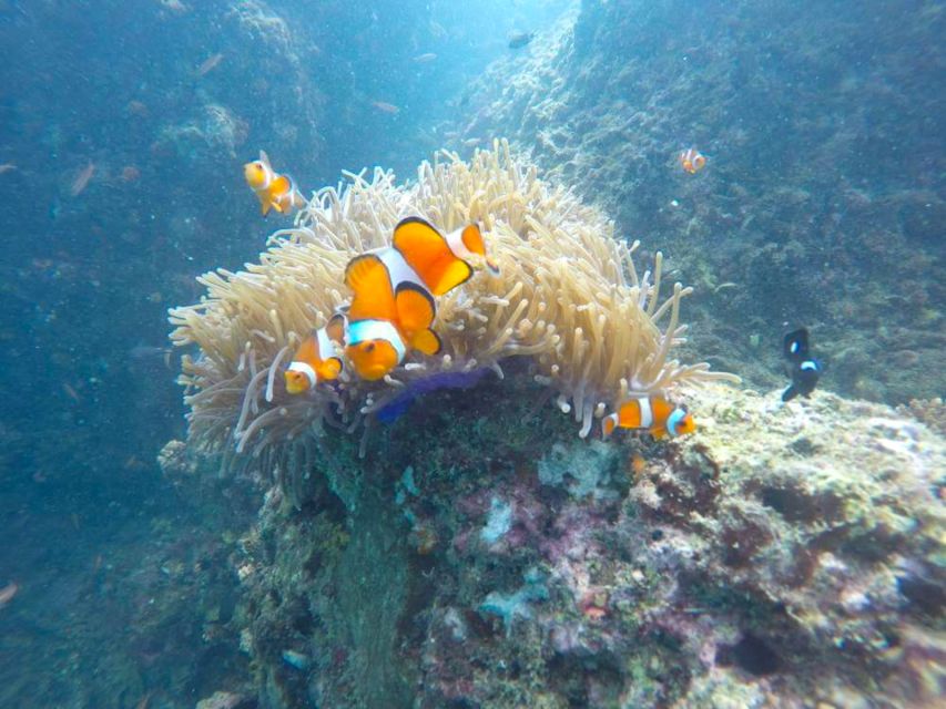 Krabi: Freediving and Snorkeling at Yawasam and Talu Island - Koh Mae Urai: A Second Water Break for Swimming and Reef Time