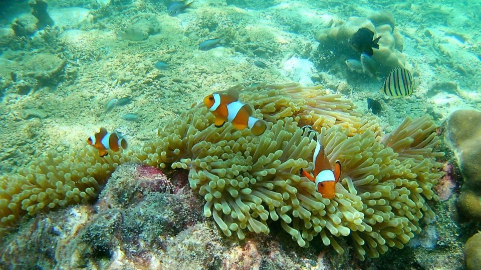 Krabi: Freediving and Snorkeling at Yawasam and Talu Island - Ko Poda and the Secret Buya Beach: Where the Day Feels Like a Stroll