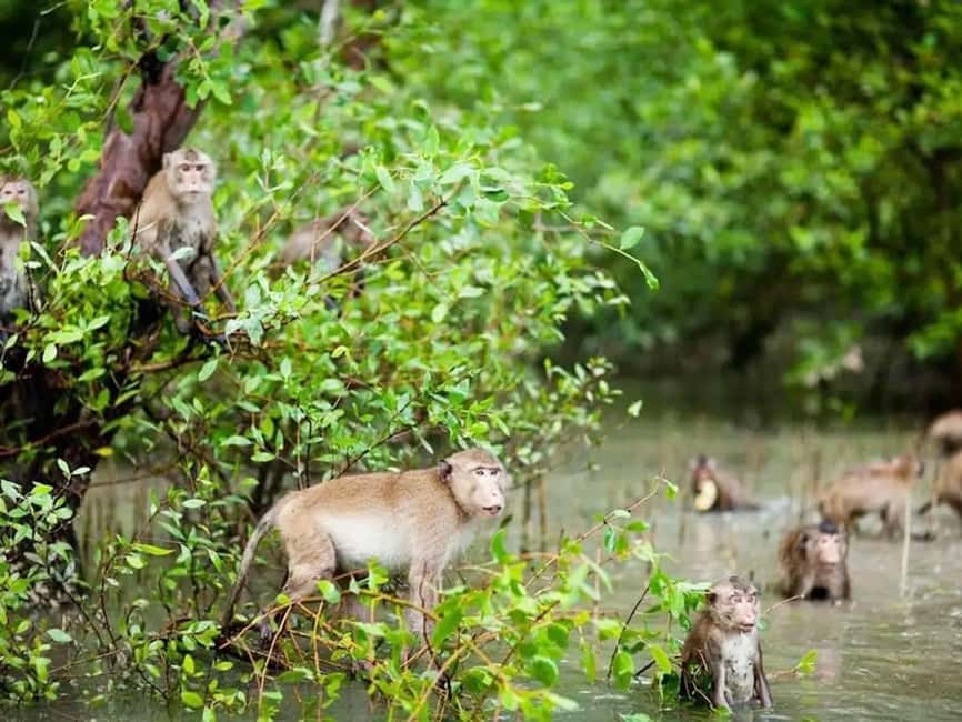 Krabi: Hidden Mangrove Kayaking Tour with Optional Extras - Ao Thalane Mangroves: The Setting That Makes This Kayak Tour Special