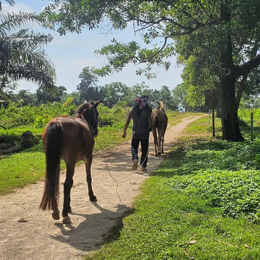 Krabi Horse Riding on the Beach and atv Extreme - Price and value: does $86 make sense for a full day?